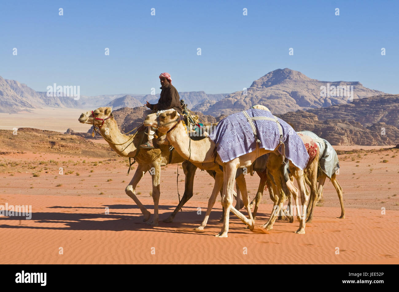 Beduinen mit Kamelen in der Wüste, Wadi Rum, Jordanien Stockfoto