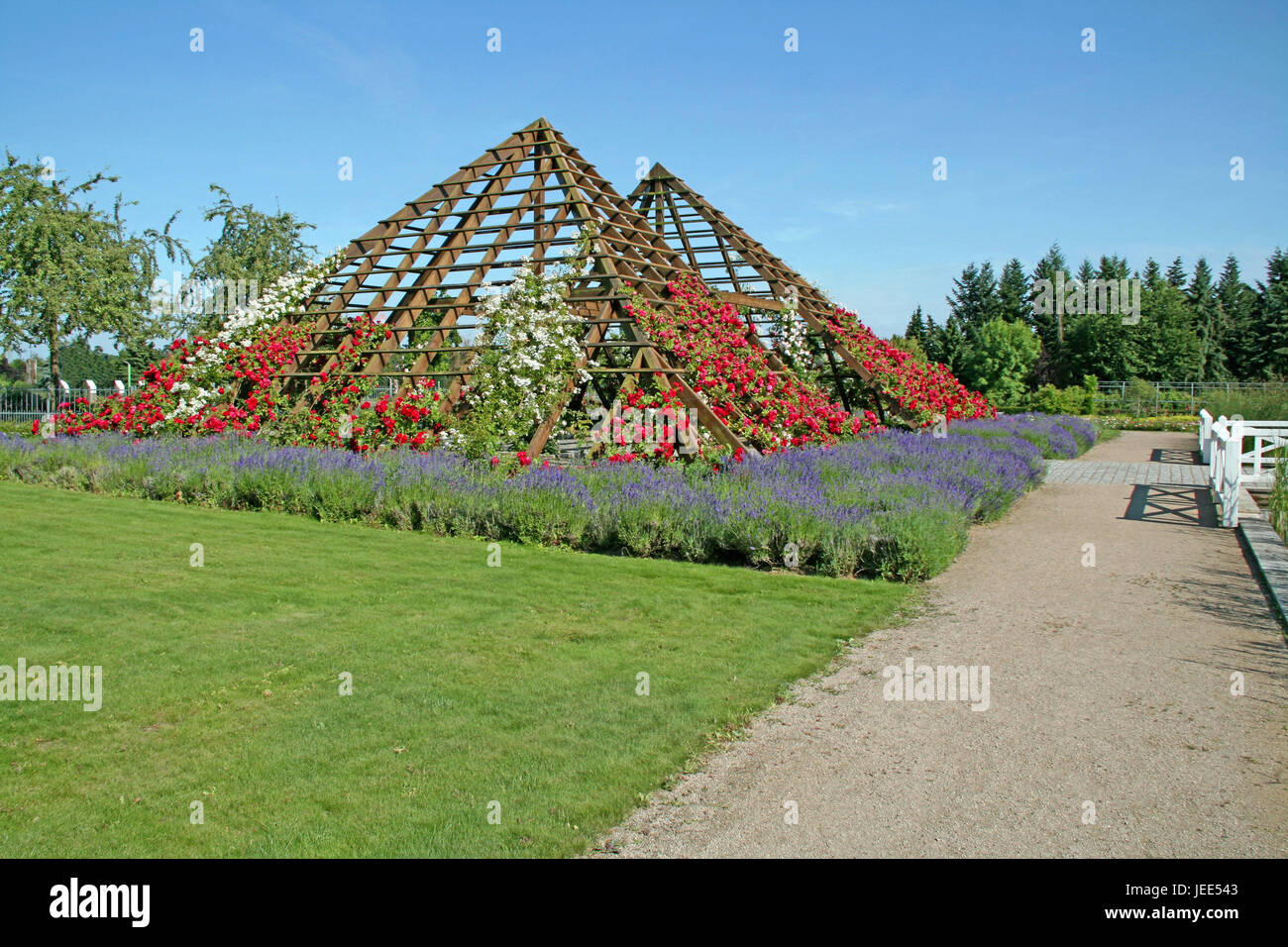 Deutschland, Hessen, Hutmacher, Rosarium, Pergola, Lavendel, Rosen, rose Hausgarten, rose, Blüte, Blüte, Blumen, hölzerne Gerüste, Sehenswürdigkeit, Natur, Lavandula, Himmel, blau, Sonne, Stockfoto