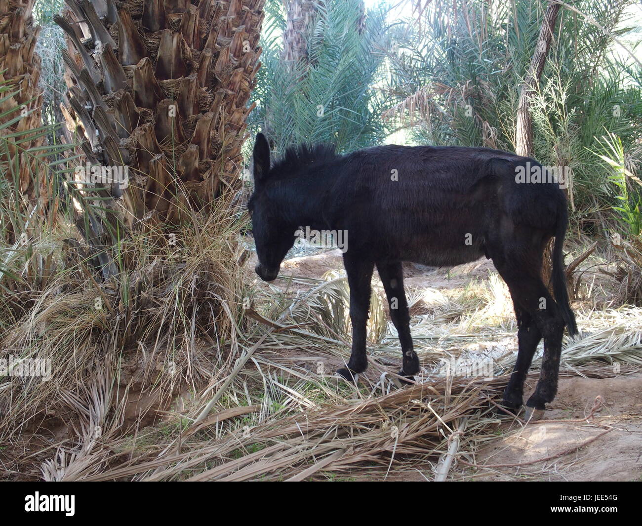 Cute allein schwarz Donkey wartet zwischen Palmen in arabischen Oase in Marokko am 2017 warmen sonnigen Wintertag, Afrika im Februar. Stockfoto