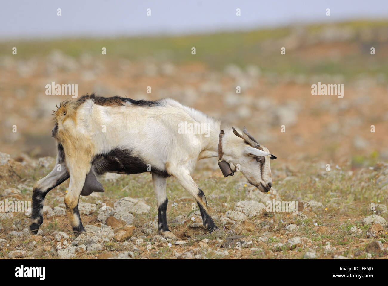 Young-Lanzarote Ziege, halb Wüste von "El Jable", Lanzarote, Spanien Stockfoto