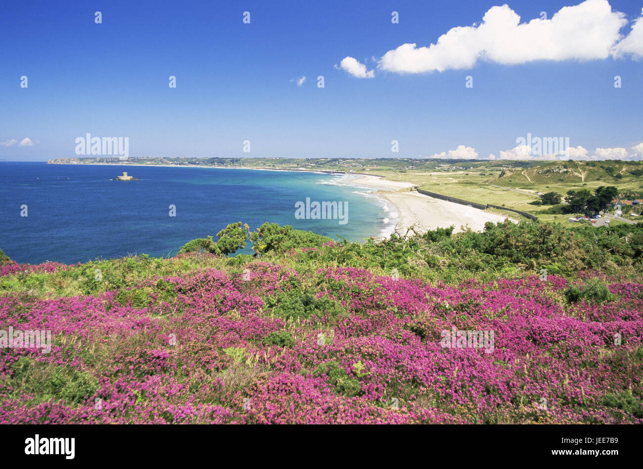 Großbritannien, den Kanalinseln, Insel Jersey, St. Ouen Bay, Küstenlandschaft, Europa, Bucht, Küste, Meer, Strand, Sandstrand, Reiseziel, Ansicht, Horizont, Himmel, Wolken, Vegetation, Wildblumen, Glocke Moor, Blüte, Magenta, menschenleer, im Außenbereich Stockfoto