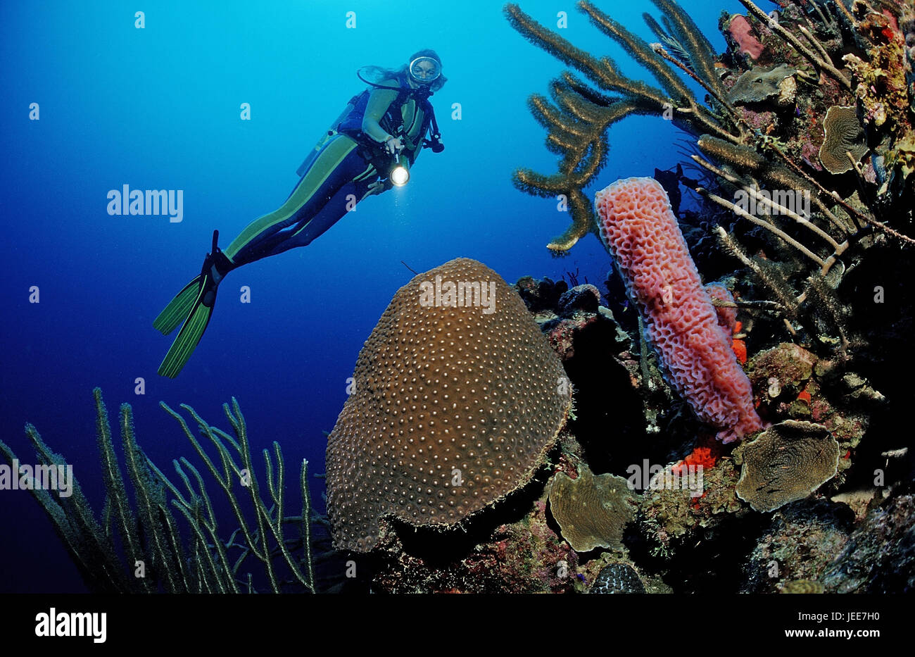 Taucher, Korallen Riff, Dominica, Karibik, Stockfoto
