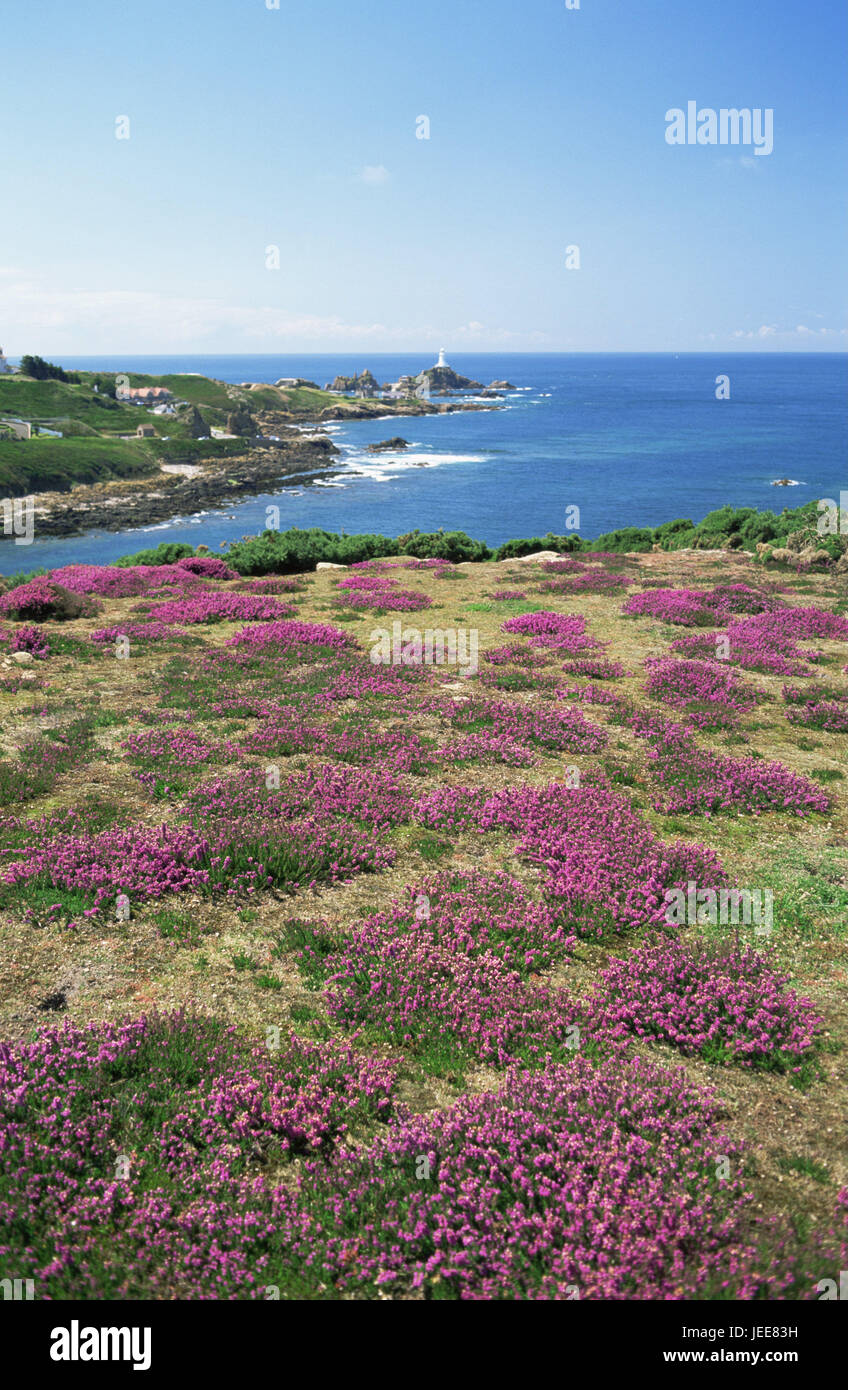 Großbritannien, den Kanalinseln, Insel Jersey, La Corbiere, Leuchtturm, Küste, Heather, die Blüte, Europa, Küste, Gebäude, Architektur, Häuser, Turm, Leuchtturm, Meer Charakter, sonnig draußen, Meer, Himmel, Bucht, Sehenswürdigkeit, Ansicht, menschenleer, Vegetation, Wildblumen, Magenta, Sommer, Stockfoto