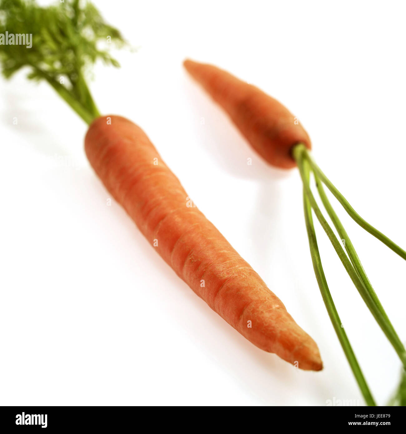 Wilde Möhre, Daucus Carota, Gemüse, weißer Hintergrund, Stockfoto
