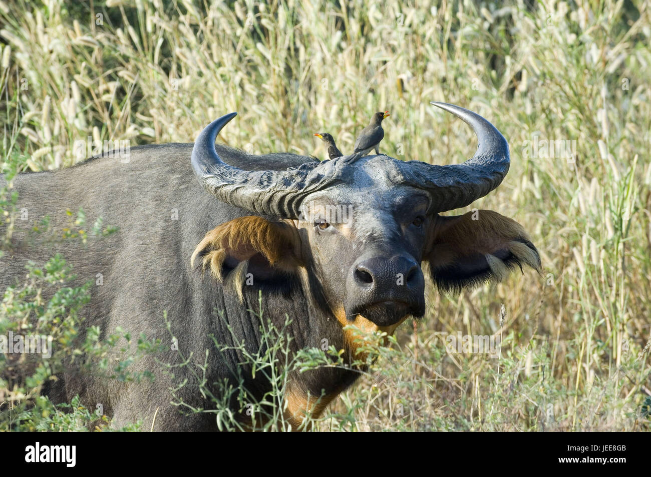 Kaffernbüffel, gelbe Schnabel Maden Hacker, Reserve de Bandia, Senegal, Stockfoto