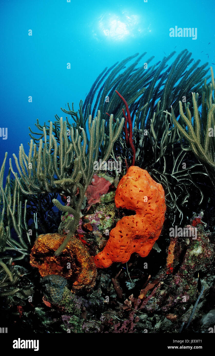 Bunte Korallenriff, Guadeloupe, Karibik, Stockfoto