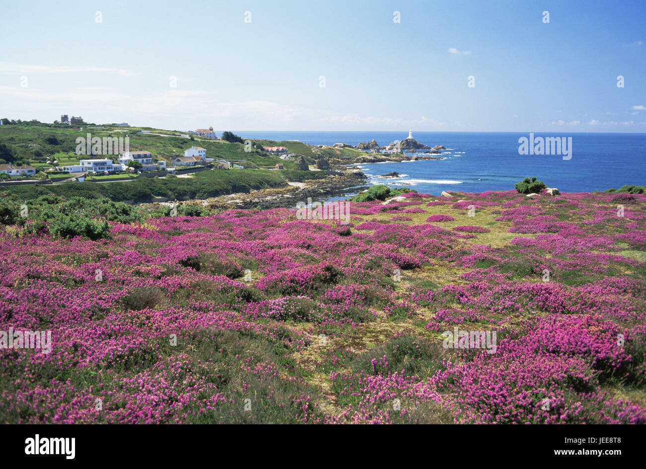 Großbritannien, den Kanalinseln, Insel Jersey, La Corbiere, Leuchtturm, Küste, Heather, die Blüte, Europa, Küste, Gebäude, Architektur, Häuser, Turm, Leuchtturm, Meer Charakter, sonnig draußen, Meer, Himmel, Bucht, Sehenswürdigkeit, Ansicht, menschenleer, Vegetation, Wildblumen, Magenta, Sommer, Stockfoto