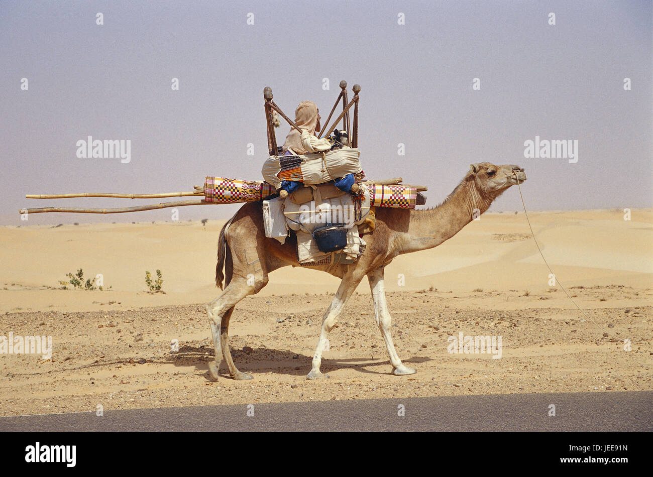 Mauretanien, Camel, bluten, Haushalt, Afrika, Westafrika, Landschaft, Wüste, Person, lokale, mauretanischen, Afrika, Tier, Tier, kostenlos, Nomad, Sandwüste, profitieren Stockfoto