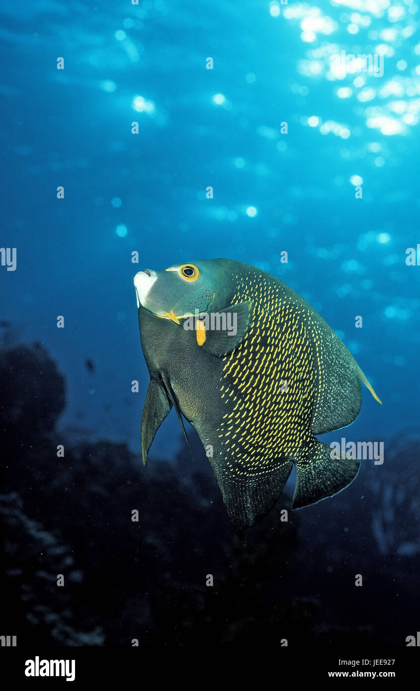 Verstellbaren Schraubenschlüssel-Imperial Fisch, Pomacanthus Paru, der Karibik, Stockfoto