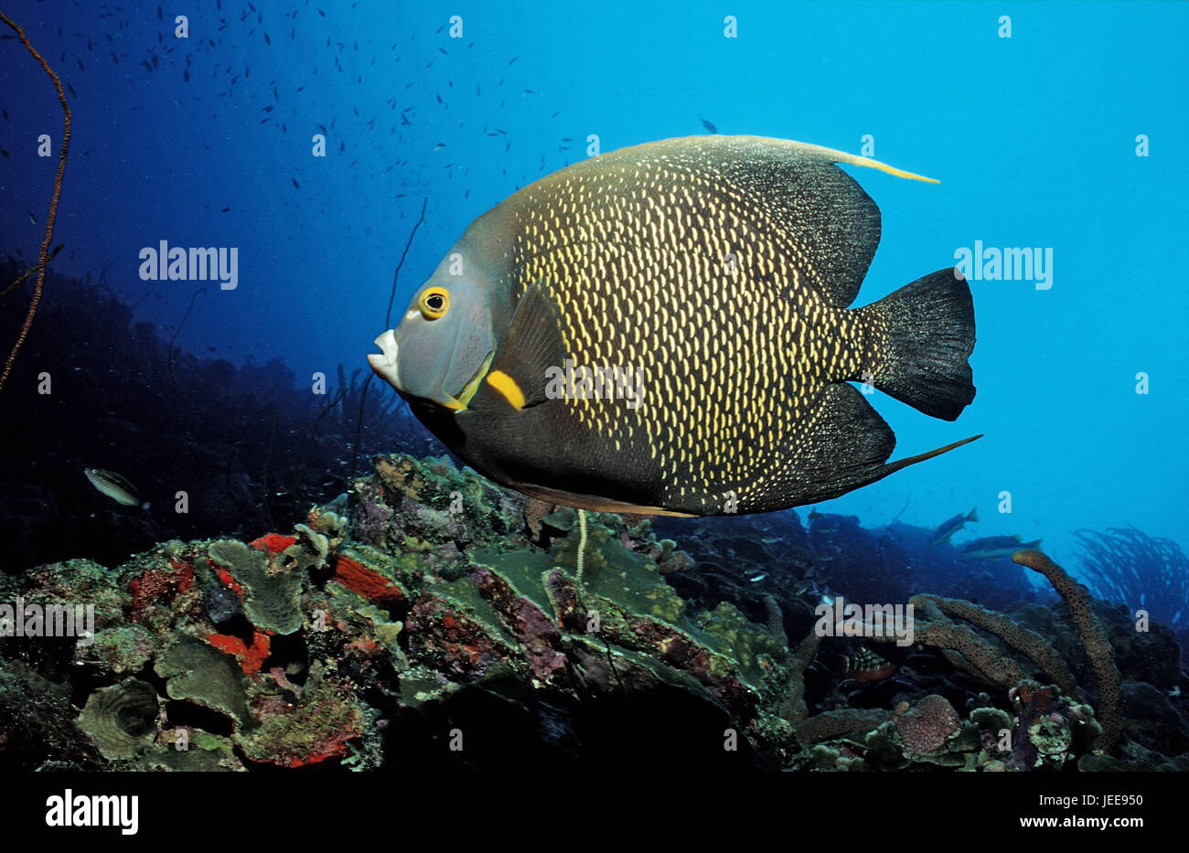 Verstellbaren Schraubenschlüssel-Imperial-Fisch, Pomacanthus Paru, Martinique, Karibik, Stockfoto