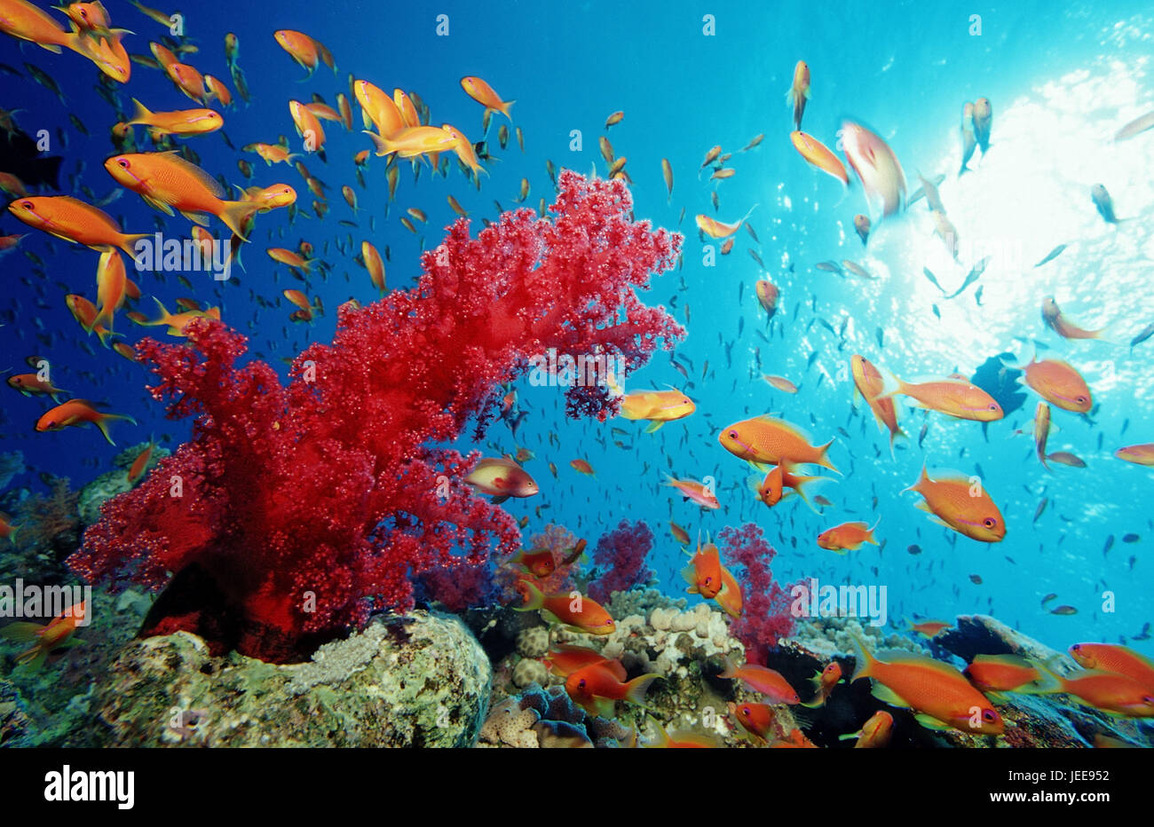 Harem Flagge Sitzstangen, Korallenriff, Pseudanthias Squamipinnis, Ägypten, Rotes Meer, Stockfoto