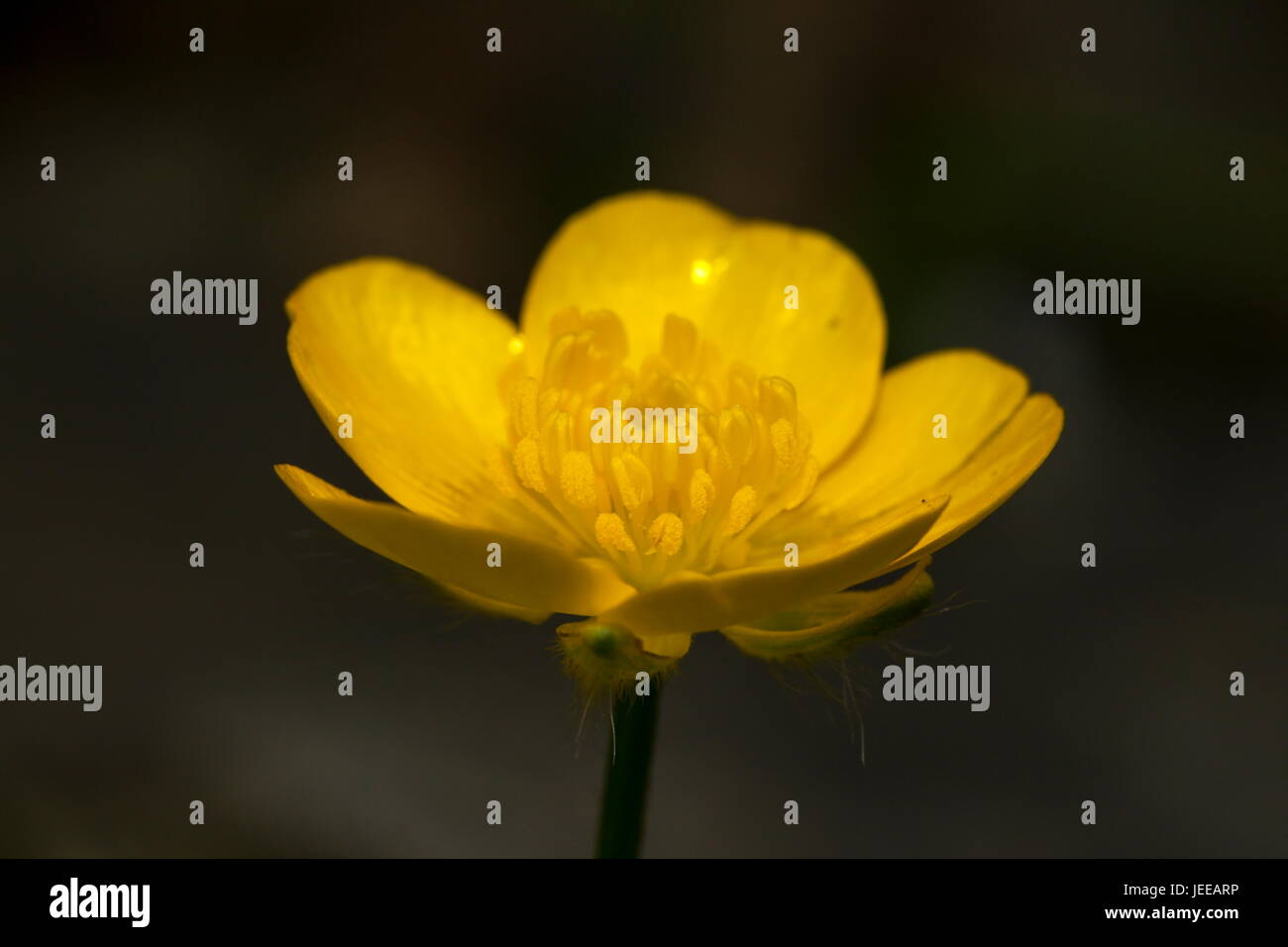 Eine Nahaufnahme von einer Wiese-Hahnenfuß (Ranunculus Acris) Stockfoto