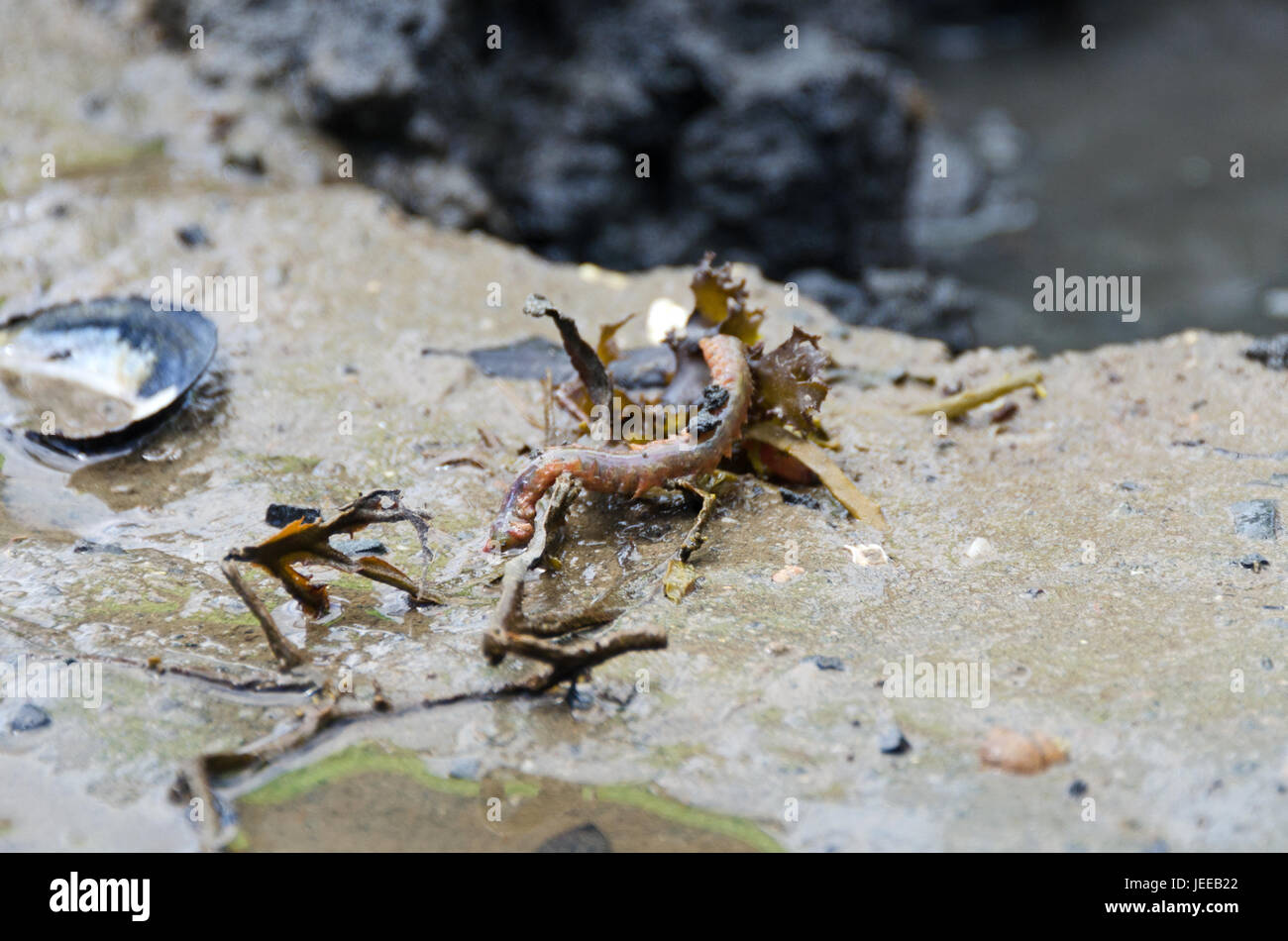 Ein nicht identifiziertes marine Wurm auf dem Wattenmeer von Frazer, Acadia National Park, schoodic Peninsula, Maine. Stockfoto