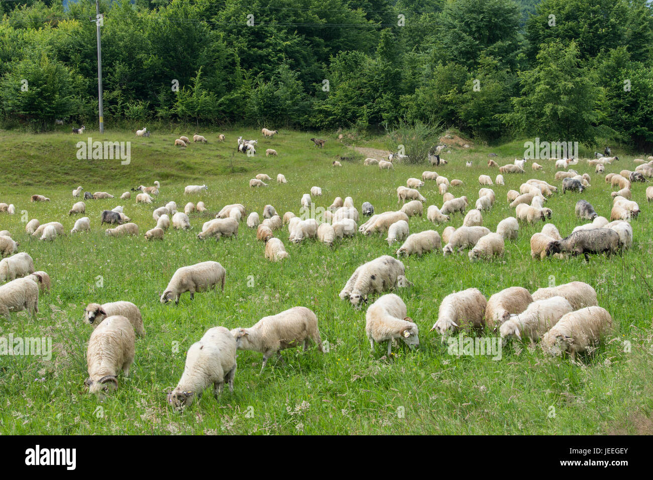 Eine Herde Schafe in die Landschaft der Region Maramures Stockfoto