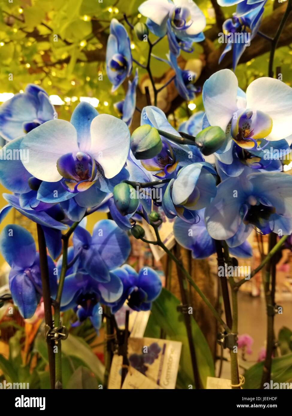 Foto von schönen unbeschnittenen blaue Orchideen in einer natürlichen Umgebung, bringen die Vielfalt der blauen Farben, die die Klammer dieser Blume geworden sind. Stockfoto