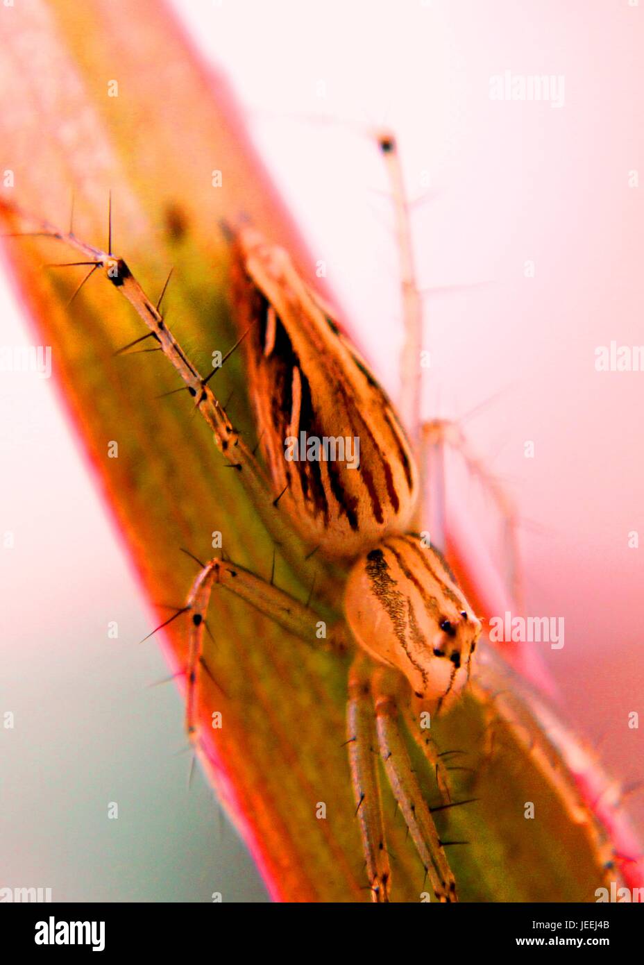 Makro - Nahaufnahme einer Spinne kleine braune Farbe auf einem grünen Blatt in einem Hausgarten in Sri Lanka Stockfoto