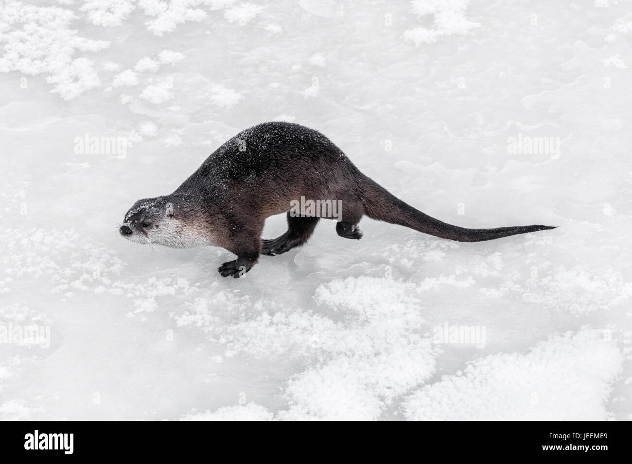 Nördlichen Fischotter Stockfoto
