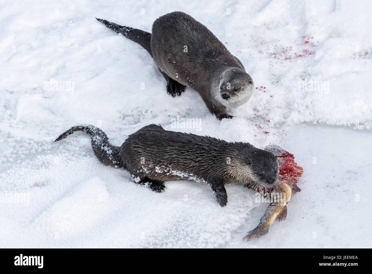 Fischotter Stockfoto