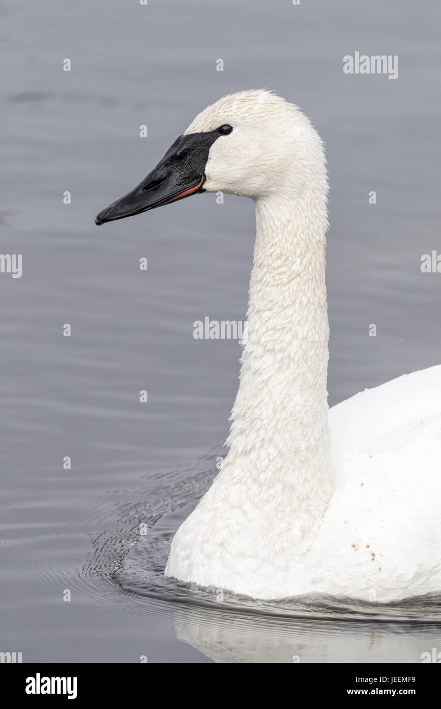 Trompeter Schwan Stockfoto