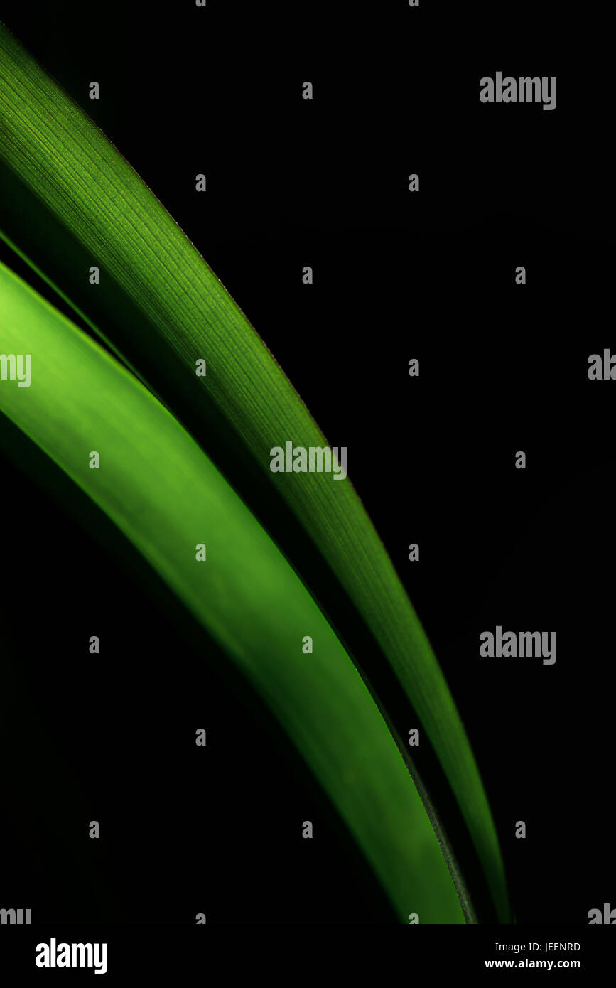 Acstract Nahaufnahme von einem grünen Stiel Stockfoto