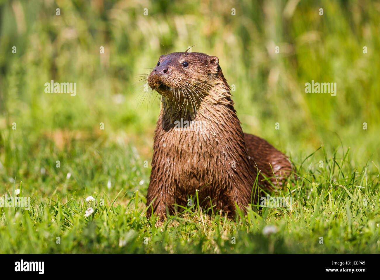 Einheimische britische Tierwelt: Europäische Otter (Lutra Lutra) sitzen aufrecht im Rasen, British Wildlife Centre, Newchapel, Lingfield, Surrey, UK Stockfoto