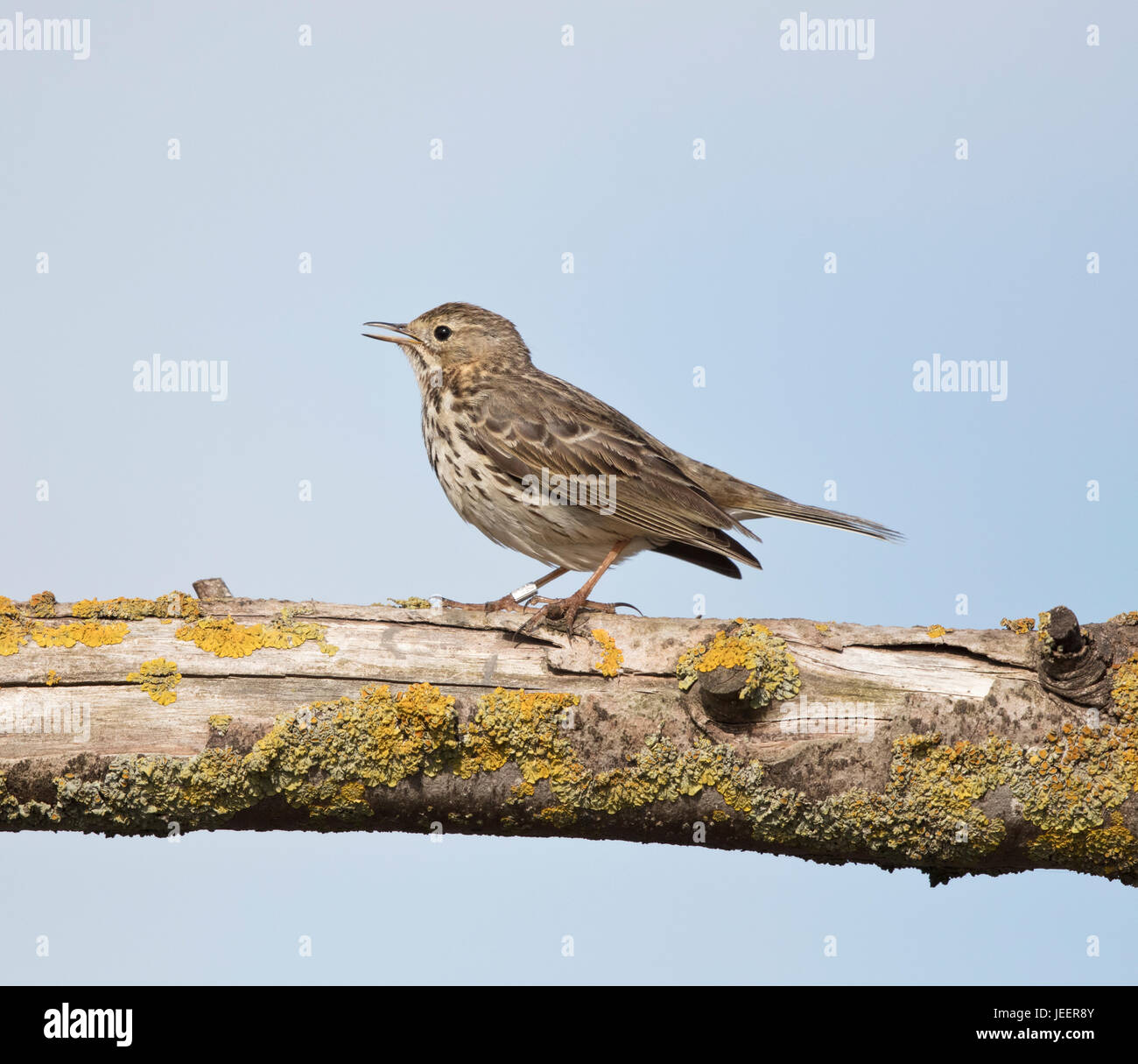Wiese Pieper, Anthus Pratensis, auf hölzernen Stab, Dornweiler, Norfolk, UK, Juni 2017 Stockfoto