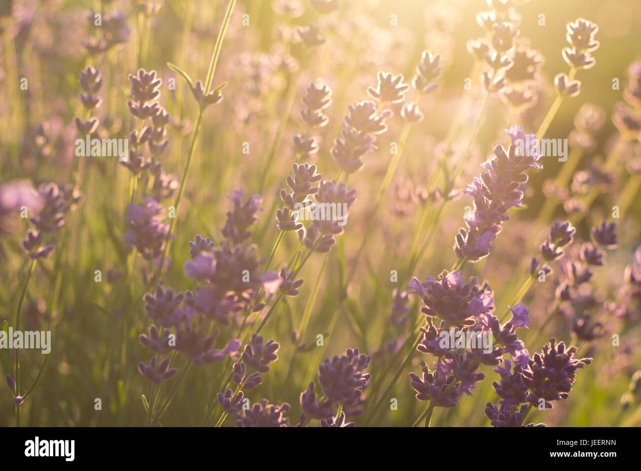 Lavendel-Blumenwiese im Sonnenschein Stockfoto