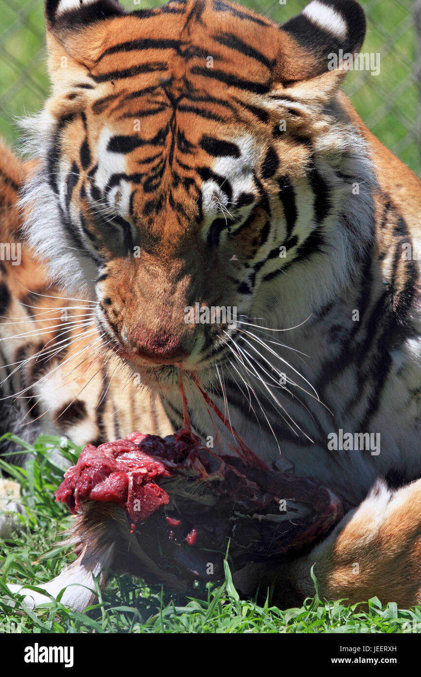 Bengal Tiger, Panthera Tigris tigris Stockfoto
