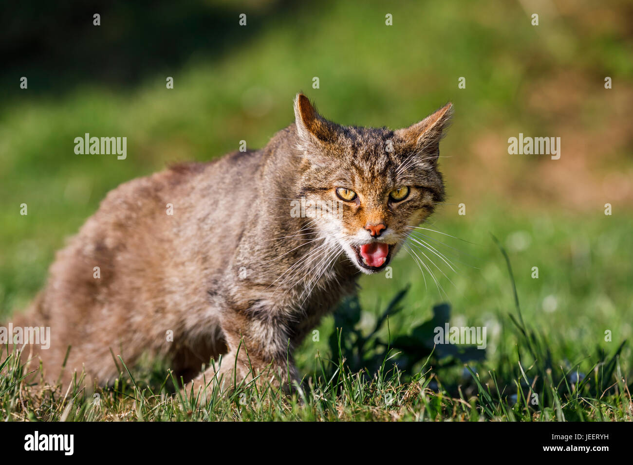 Einheimische britische Tierwelt: schottische Wildkatze (Felis Silvestris) mit heftigen Ausdruck, British Wildlife Centre, Newchapel, Lingfield, Surrey, UK Stockfoto