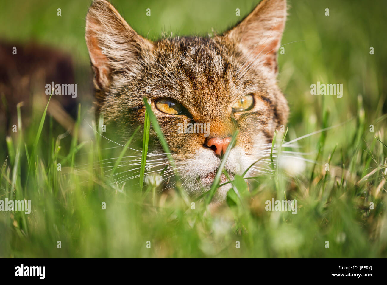 Einheimische britische Tierwelt: Leiter der schottische Wildkatze (Felis Silvestris) spähte durch Rasen, British Wildlife Centre, Newchapel, Lingfield, Surrey, UK Stockfoto