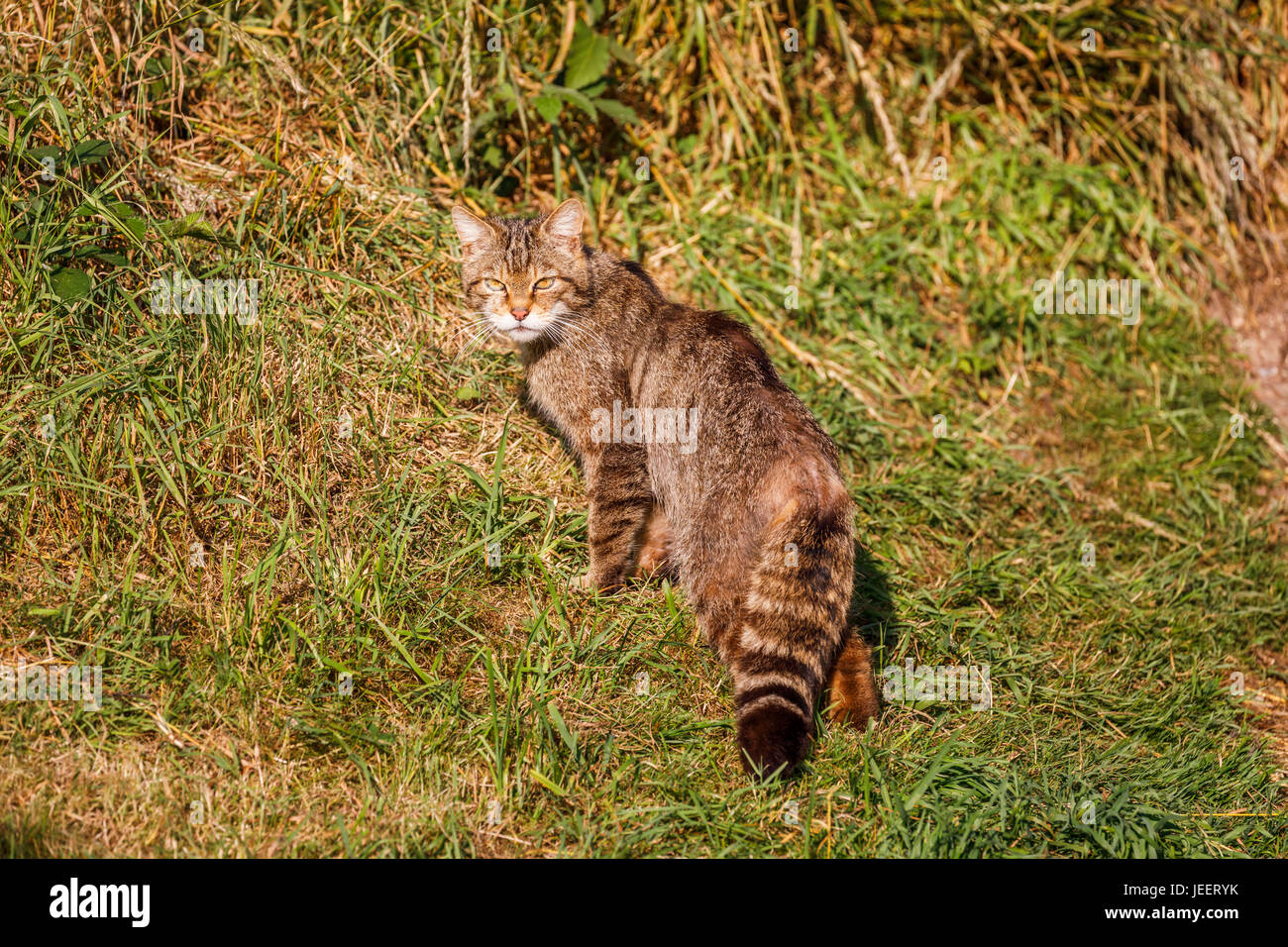 Einheimische britische Tierwelt: schottische Wildkatze (Felis Silvestris) rückblickend, British Wildlife Centre, Newchapel, Lingfield, Surrey, UK Stockfoto