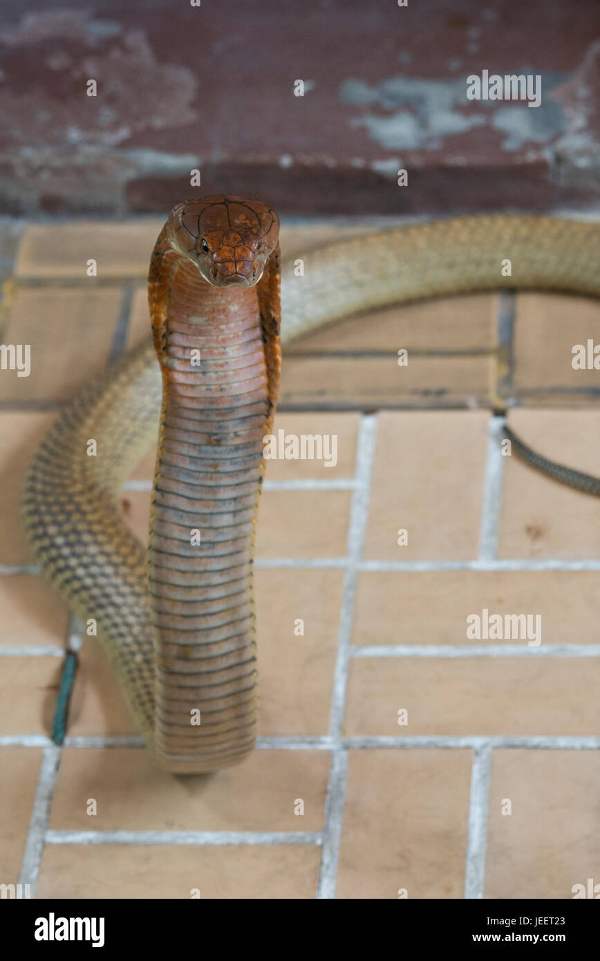 Close-up King Cobra Kopf. Stockfoto