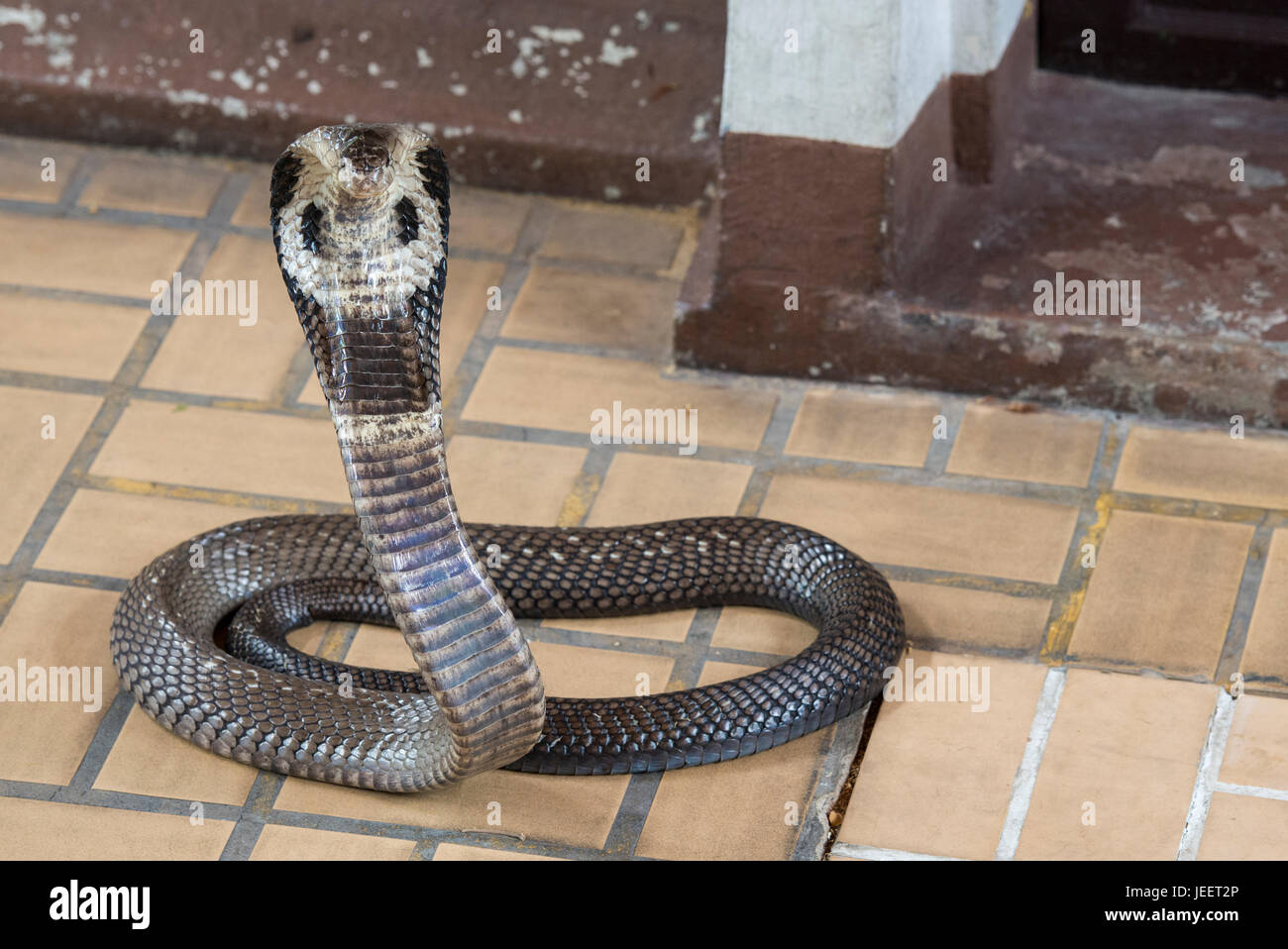 Cobra snake close-up Stockfoto