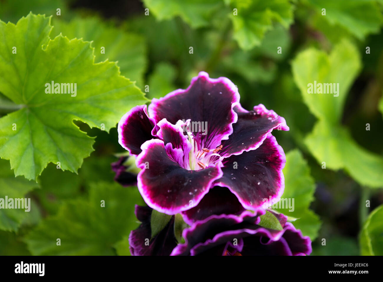 Sehr zarte dunkle lila Blüte mit weißen Highlight Kanten rund um jedes Blütenblatt. Stockfoto