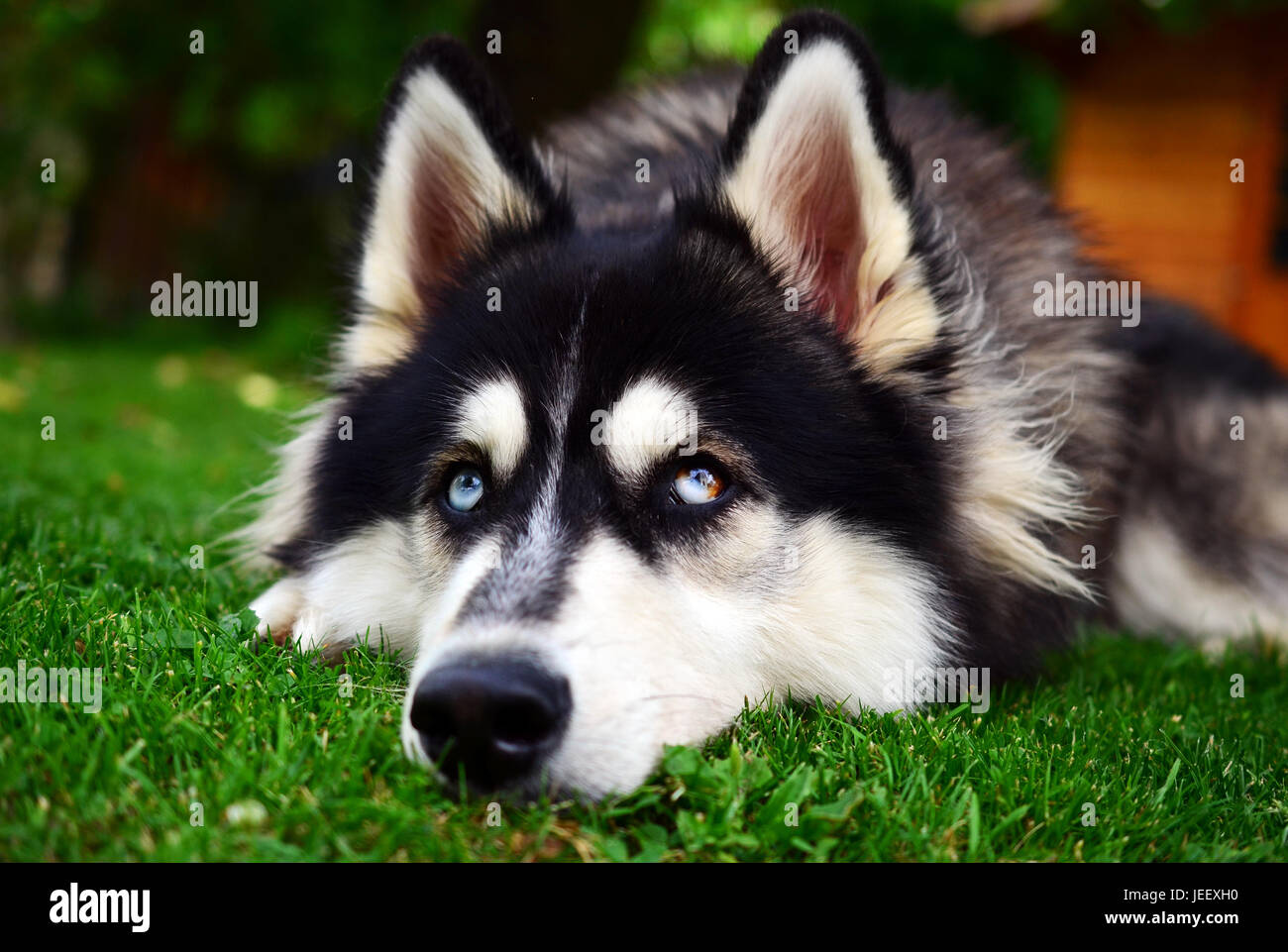 Nahaufnahme der ein Siberian Husky ein trauriges Gesicht machen Stockfoto