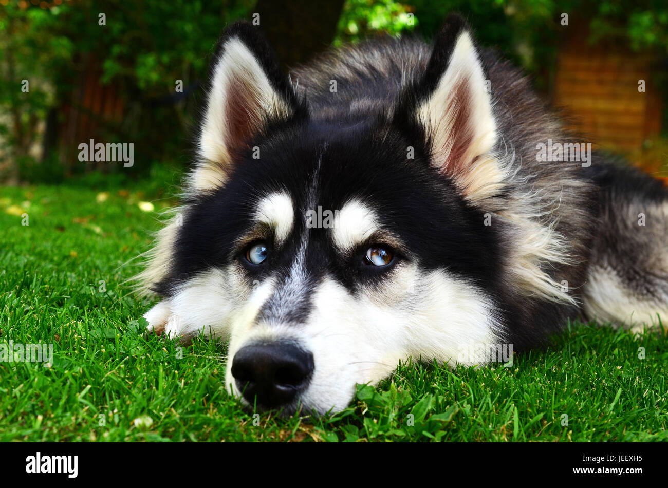 Nahaufnahme der ein Siberian Husky ein trauriges Gesicht machen Stockfoto