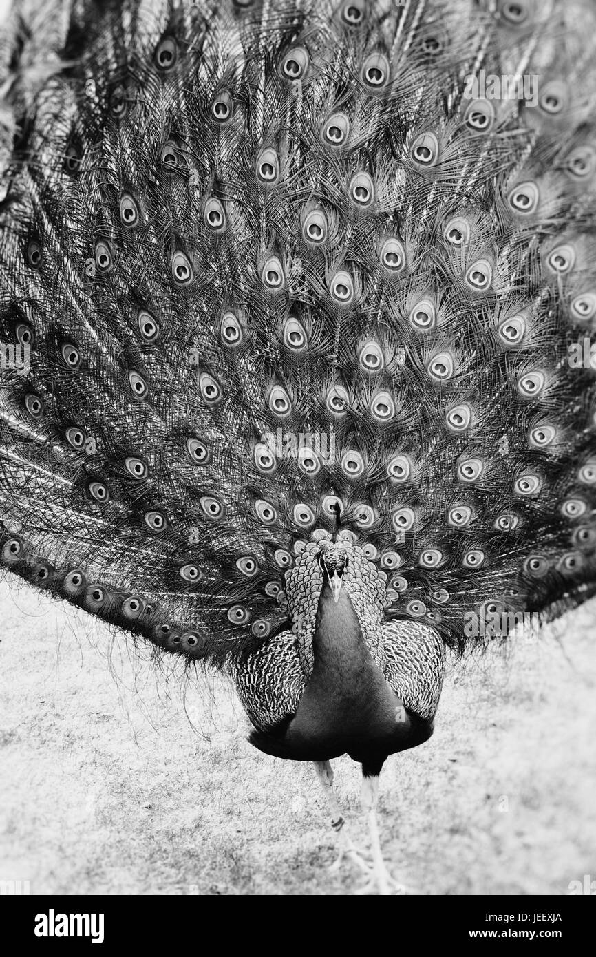 Peacock zeigt Federn. exotischer Vogel Gefieder. wildlife Muster mit den Augen. Stockfoto