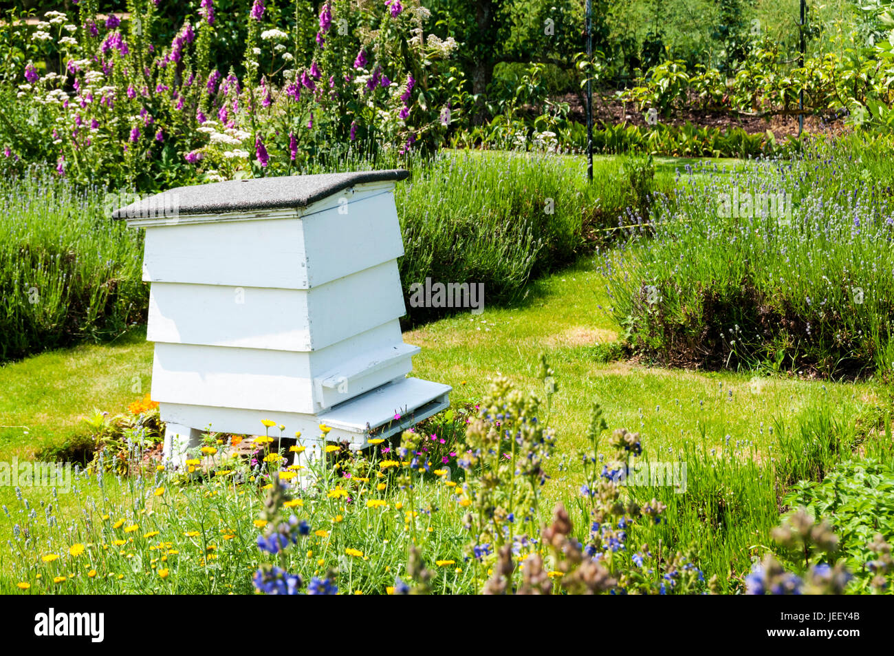 Im Sommer wird in einem englischen Landgarten ein traditioneller weißer Bienenstock aus Holz gezüchtist Stockfoto