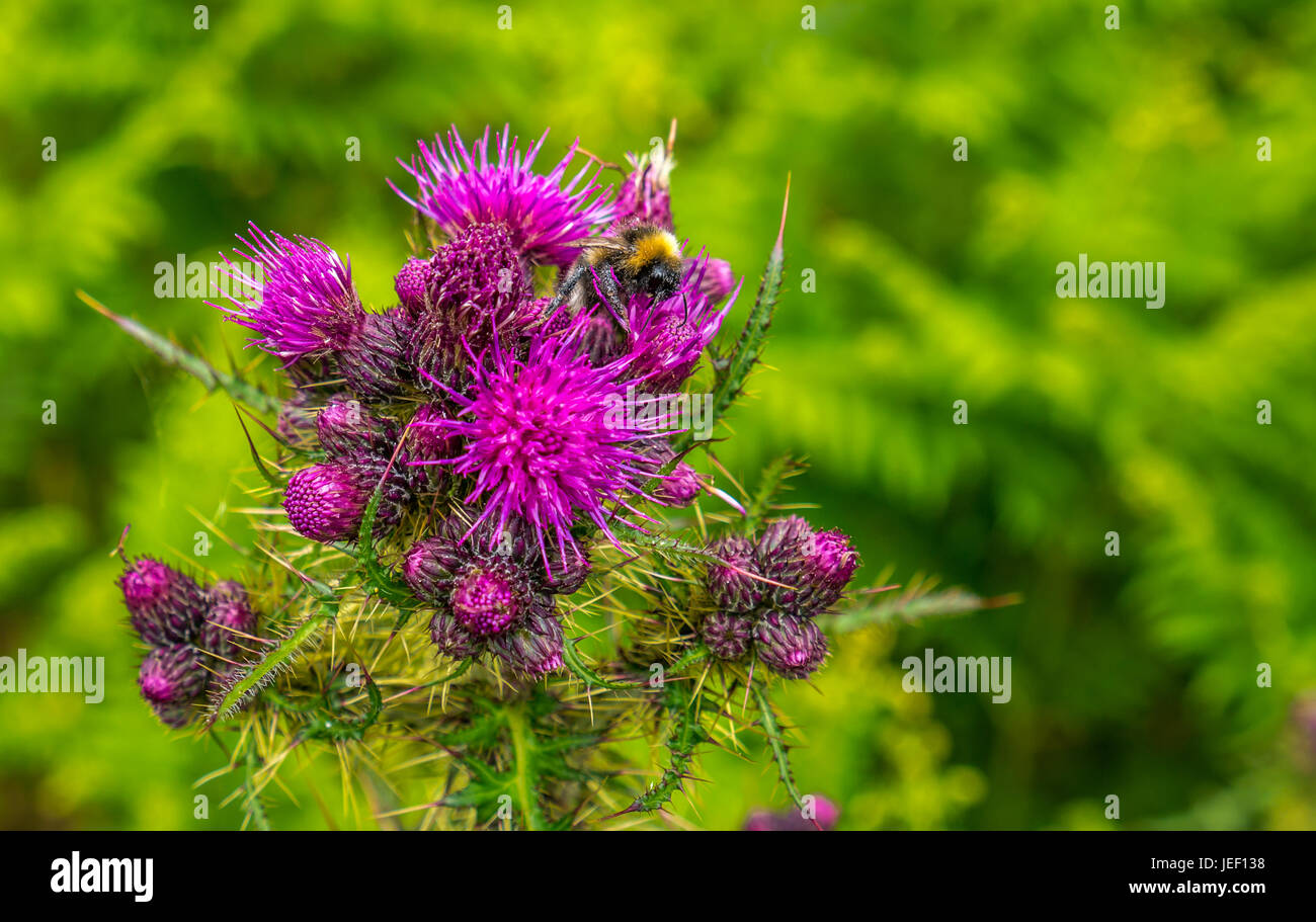 Nahaufnahme der mit Pollen bedeckten Hummel auf lila schottischen oder Milchdistel, Silybum marianum, mit verschwommenem Hintergrund, Schottland, Großbritannien Stockfoto