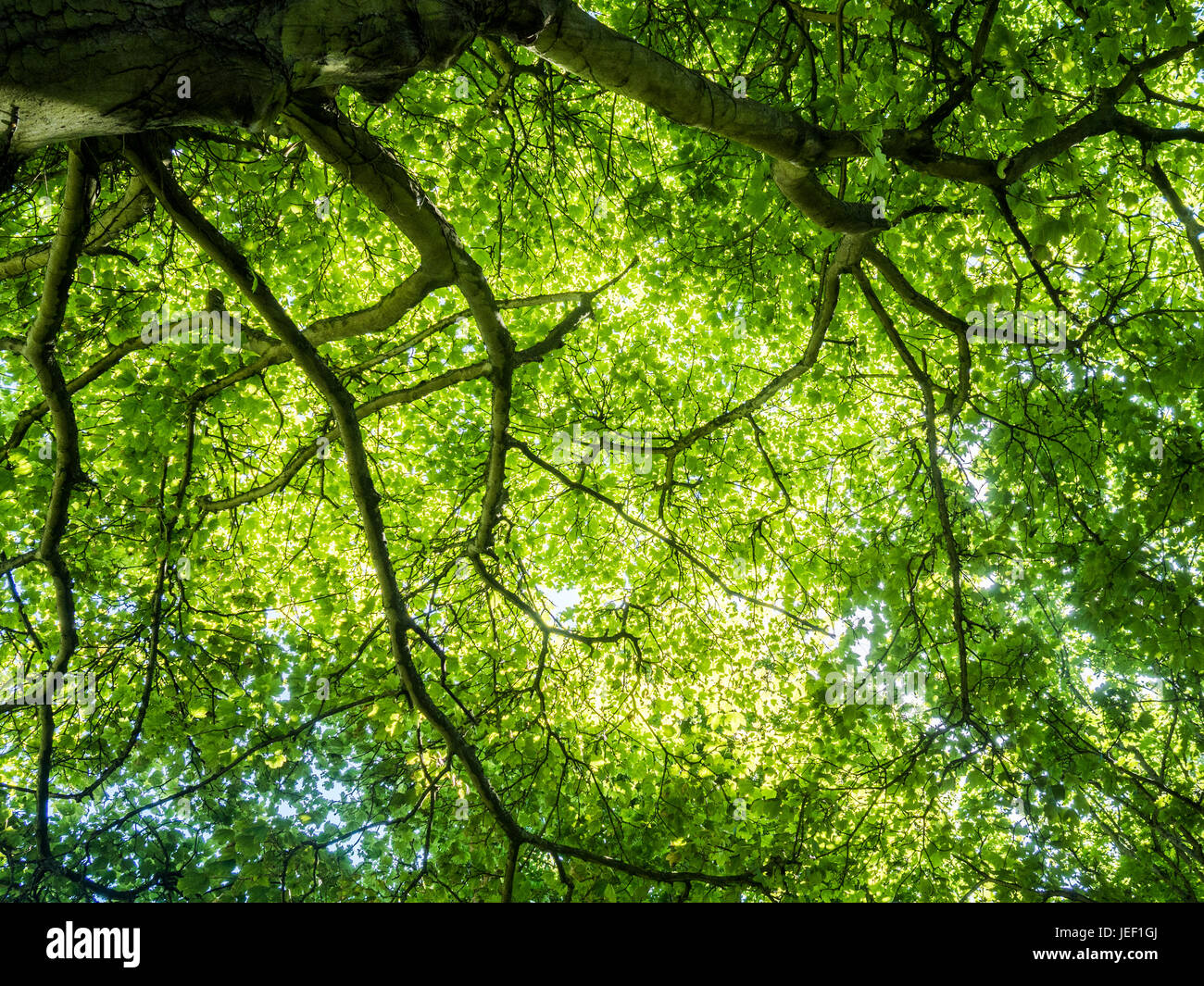 Baumkronen gesehen vom Boden an einem sonnigen Tag Stockfoto