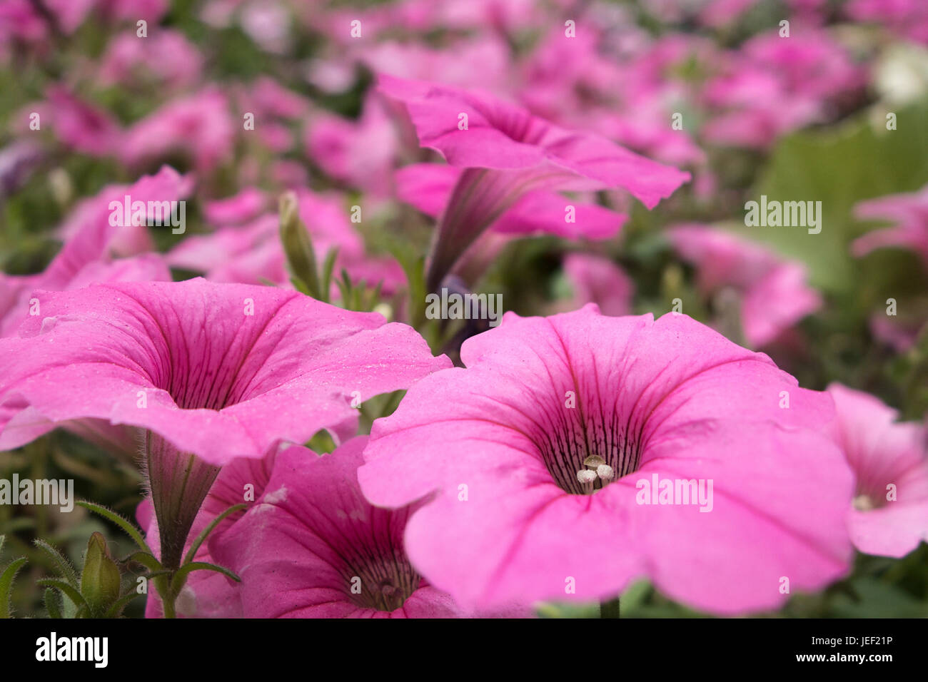 Bereich der rosa Blüten Stockfoto