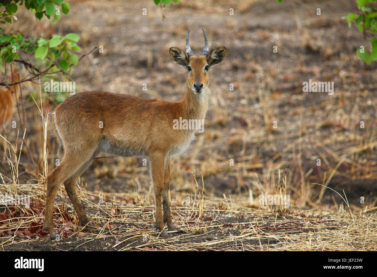 Puku (Kobus Vardonii), afrikanische Antilope in Grünland, Kafue Nationalpark, Sambia Stockfoto