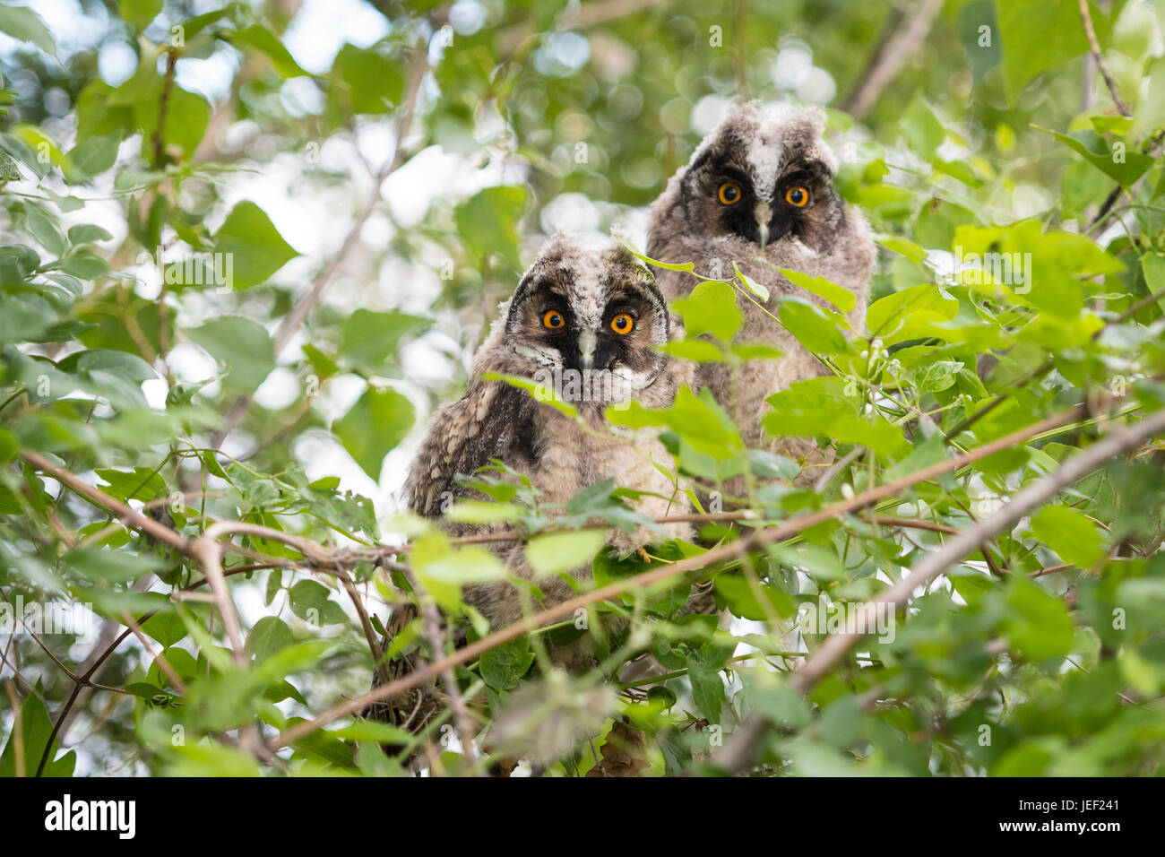 Junge Waldohreulen (Asio Otus) im Baum sitzen junge Tiere, Neusiedlersee, Burgenland, Österreich Stockfoto