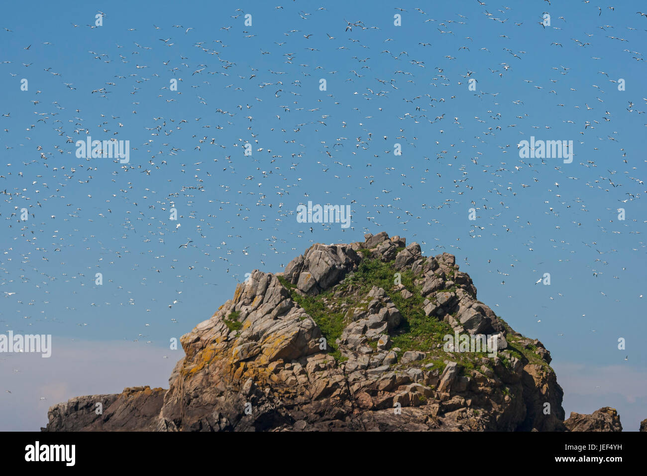 Kolonie der Basstölpel (Morus Bassanus) auf die Reserve der Sept-Îles Rouzic Insel. Ile Rouzic, Réserve Naturelle des Sept-Îles Stockfoto
