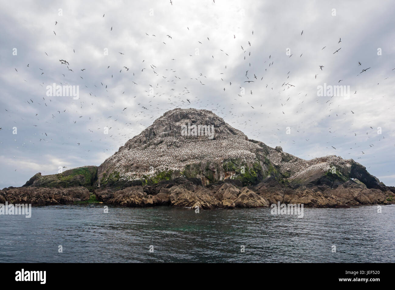 Kolonie der Basstölpel (Morus Bassanus) auf die Reserve der Sept-Îles Rouzic Insel. Ile Rouzic, Réserve Naturelle des Sept-Îles Stockfoto