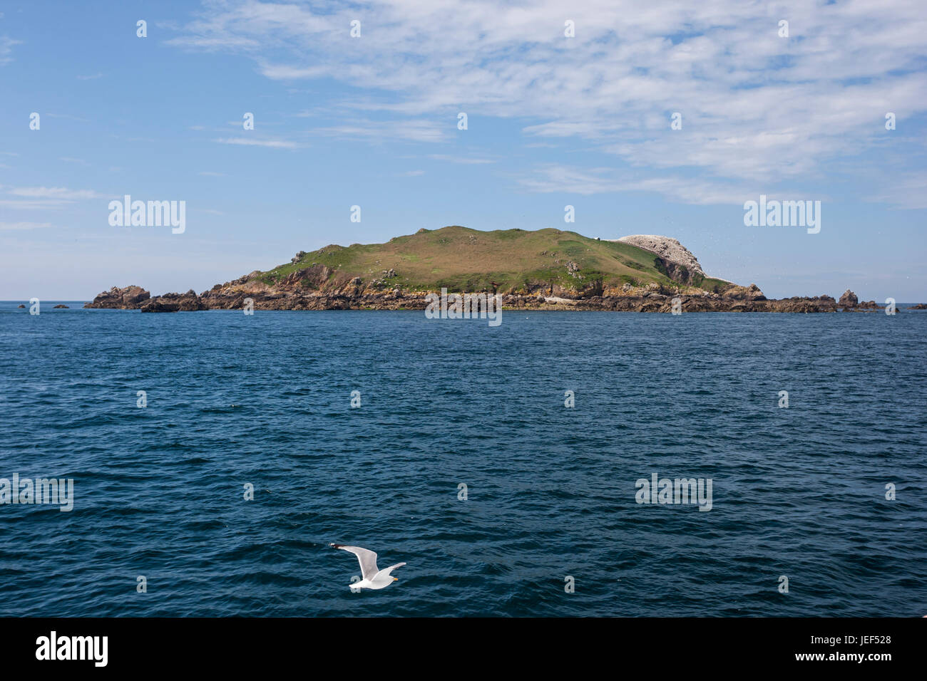 Hering-Gul flyin über dem Meer vor der Kolonie der Basstölpel (Morus Bassanus) auf die Reserve der Sept-Îles Rouzic Insel. Ile Rouzic, Rése Stockfoto