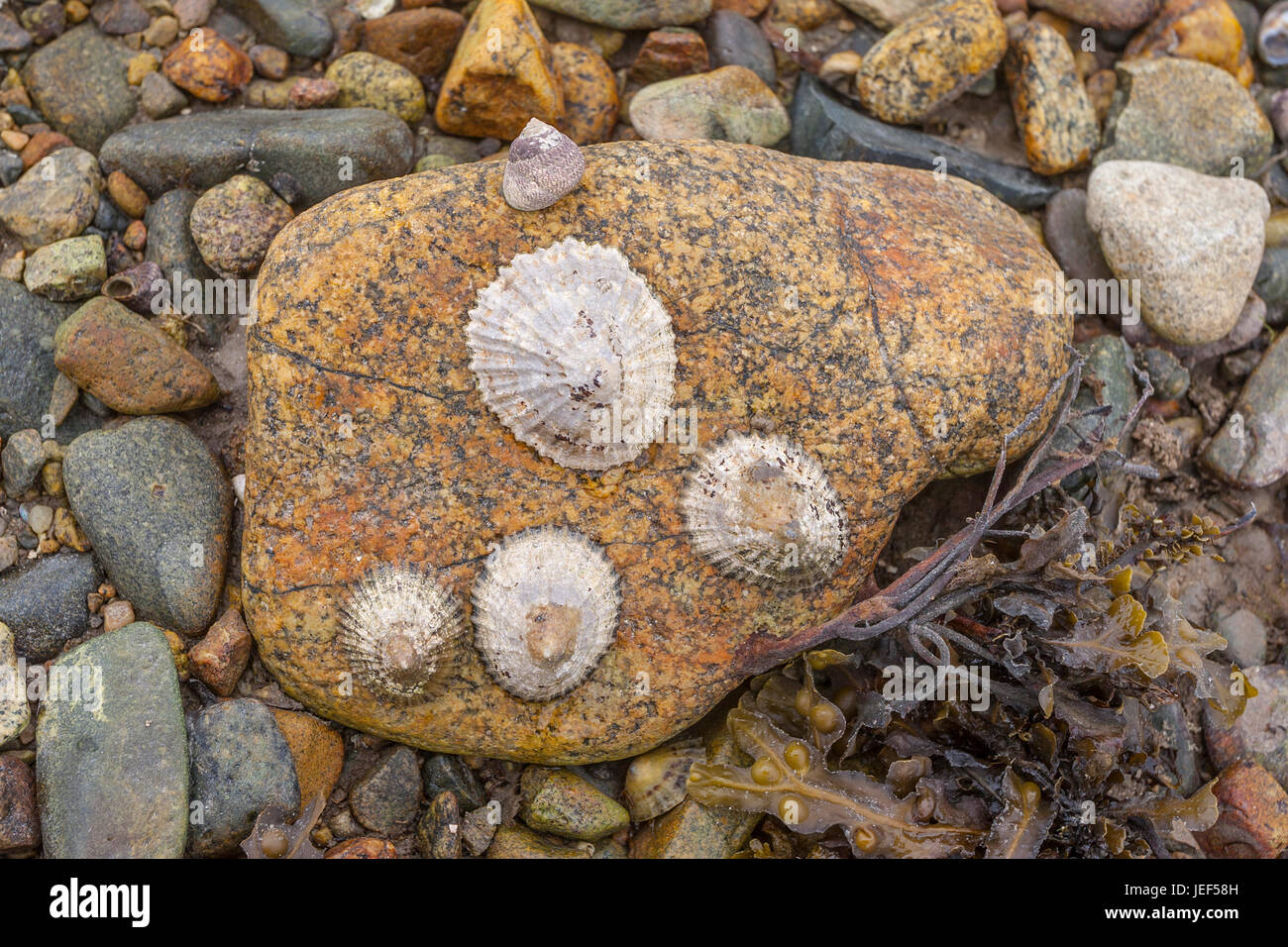 Gemeinsame Limpet, gemeinsame europäische Limpet (Patella Vulgata) auf Felsen, (Patellidae), Bretagne, Frankreich Stockfoto