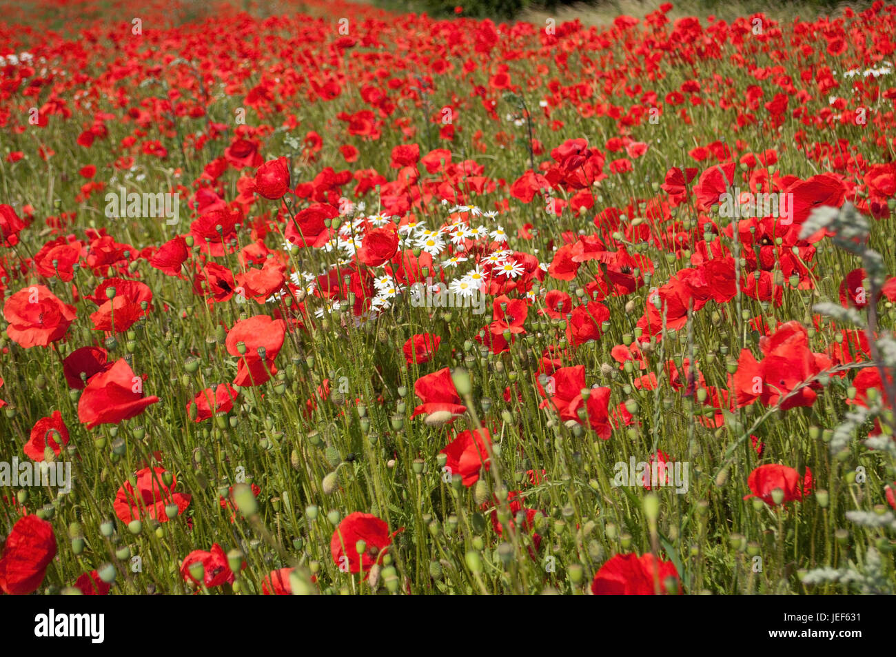 Feld mit Mohnblumen im Sommer in Schweden., Feld Mit Mohnblumen Im Sommer in Schweden. Stockfoto