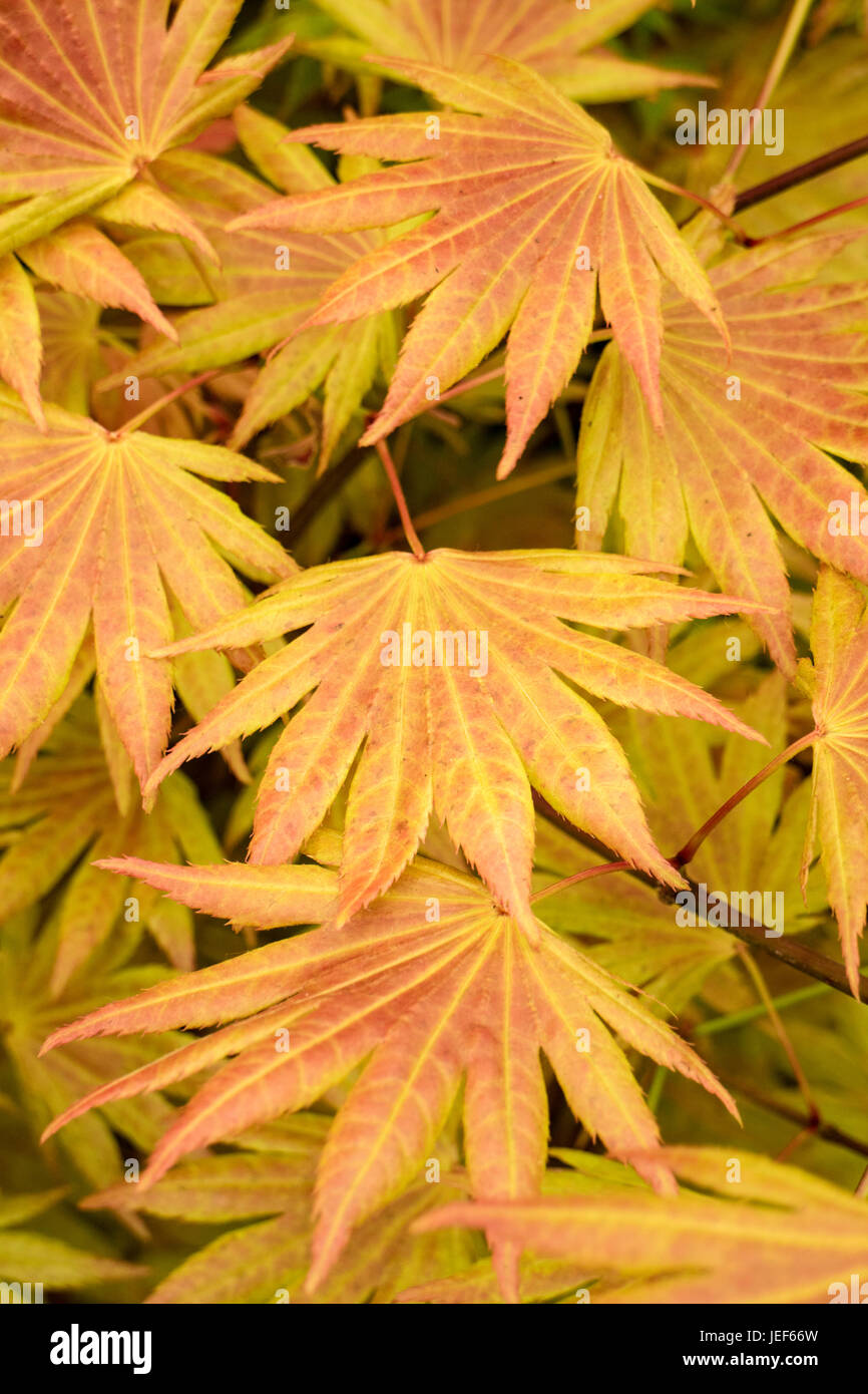 Acer 'Autumn Moon' Shirasawanum' Stockfoto