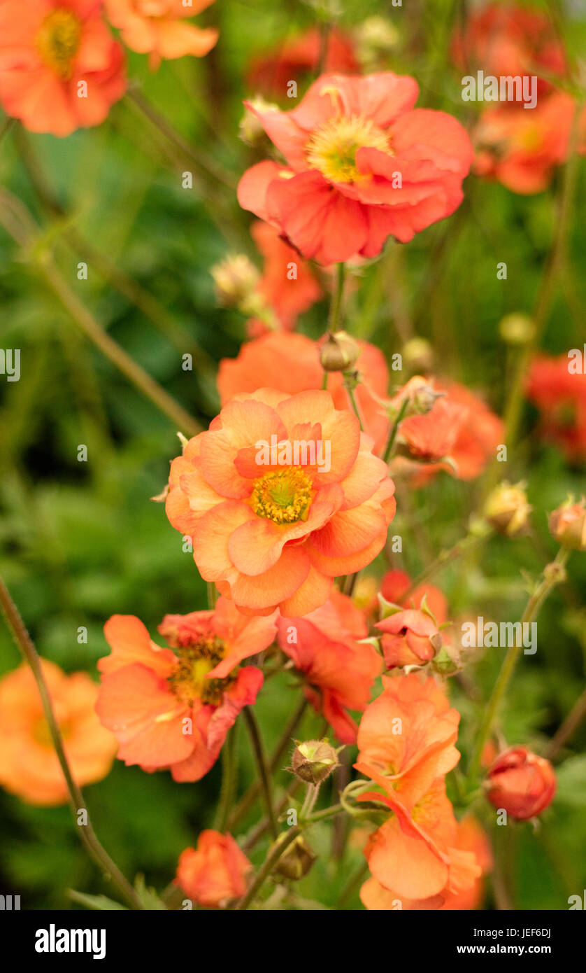Geum 'Scarlet Tempest' Stockfoto